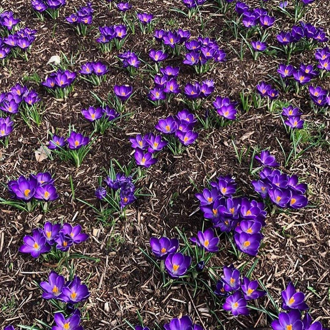 マーサ・スチュワートさんのインスタグラム写真 - (マーサ・スチュワートInstagram)「Spotted in @marthastewart48’s Bedford gardens: “As spring is officially here the crocus continue to bloom. These later types have larger flowers, in shades of lavender, blue, and deep purple, and have naturalized themselves throughout the farm.” - head gardner @ryanmccallister1 | Swipe the gallery to see these colorful blooms in their full glory. 👆🏼」3月23日 4時27分 - marthastewart