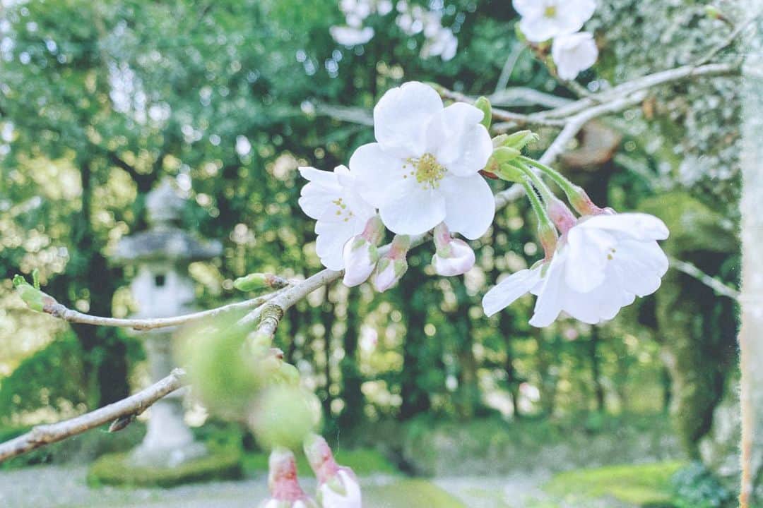 天音里菜さんのインスタグラム写真 - (天音里菜Instagram)「❀ 春が嬉しい ⠀ ⠀ #sakura#さくら#桜#indy_photolife #デジタルでフィルムを再現したい#スクリーンに恋して #花のある暮らし」3月23日 7時04分 - rin_a_mn