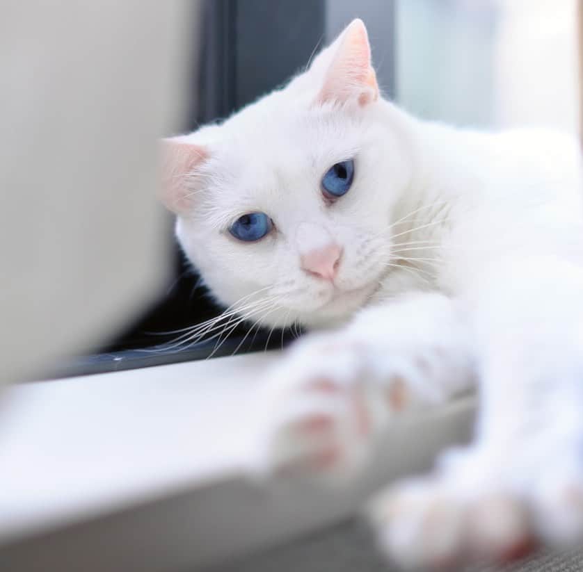 プンクマさんのインスタグラム写真 - (プンクマInstagram)「昨日は、ずっと日向ぼっこして過ごしていたお嬢様。 #青彩 #ブルーアイズ #ねこ #猫 #cat #blueeyes #neko #catstagram #catsofinstagram」3月23日 7時37分 - pnkm913