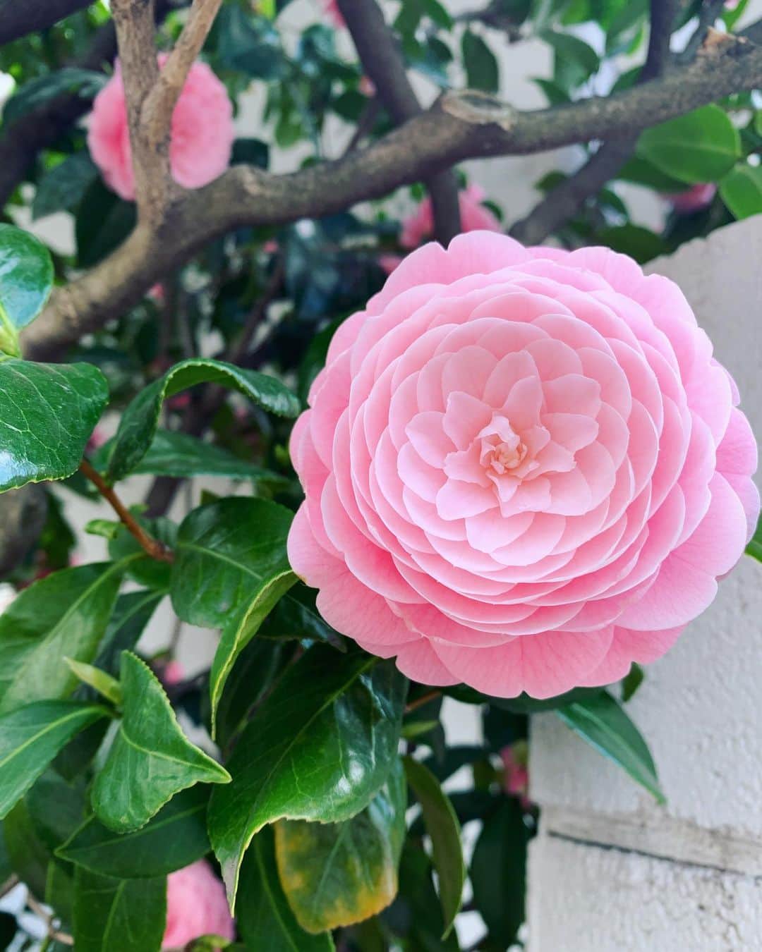 森なな子さんのインスタグラム写真 - (森なな子Instagram)「綺麗ね☺️ #flower」3月23日 13時11分 - nanako.m1988