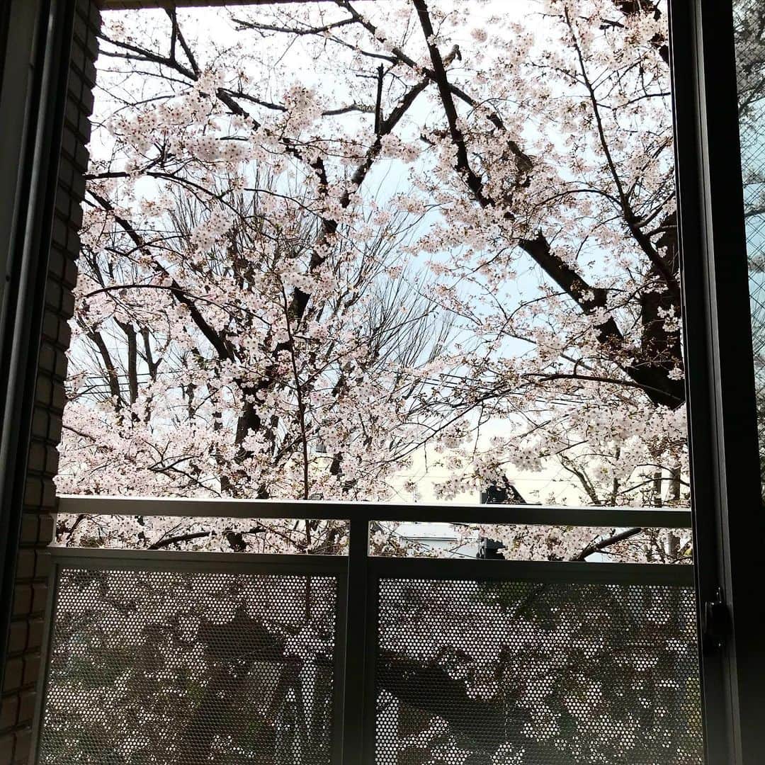 丸山敬太さんのインスタグラム写真 - (丸山敬太Instagram)「綺麗」3月23日 13時17分 - keitamaruyama