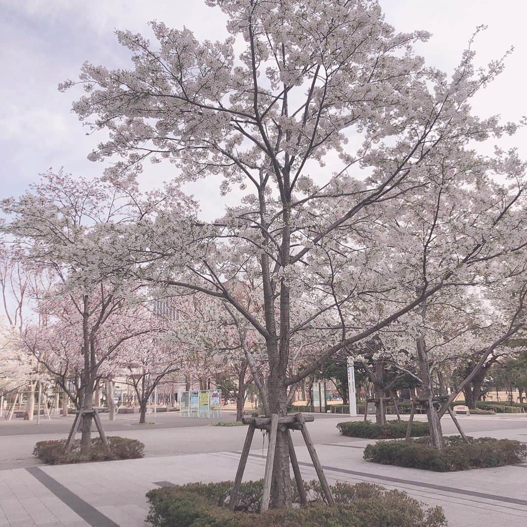 本田夕歩さんのインスタグラム写真 - (本田夕歩Instagram)「お花見したいね」3月23日 13時17分 - pon_chan216