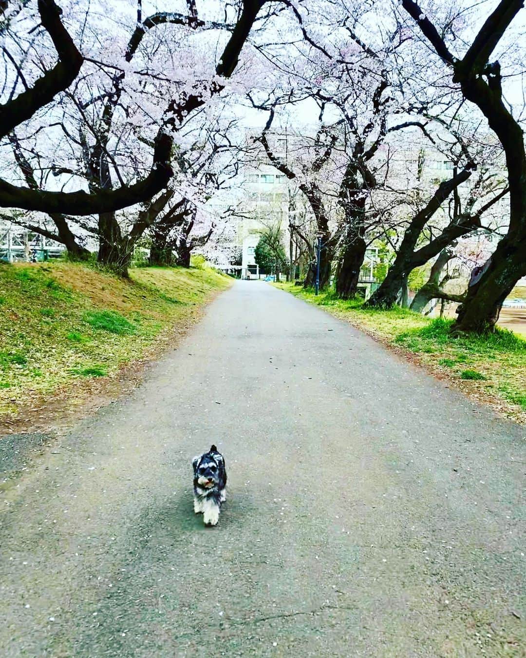 谷川じゅんじさんのインスタグラム写真 - (谷川じゅんじInstagram)「Good morning Tokyo. 天気もさくらもぼちぼちな朝。#mutsulannsora #mutsulann #goodvibesonly #goodneighbors #tokyolife #thisistokyo #thisisjapan」3月23日 7時53分 - junjitanigawa