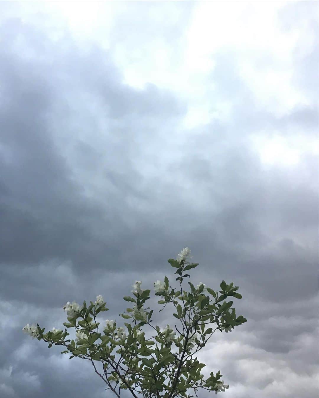 柴田淳さんのインスタグラム写真 - (柴田淳Instagram)「曇り☁️って好きなの。 #利休梅 が綺麗に撮れる」3月23日 7時54分 - shibatajun_official