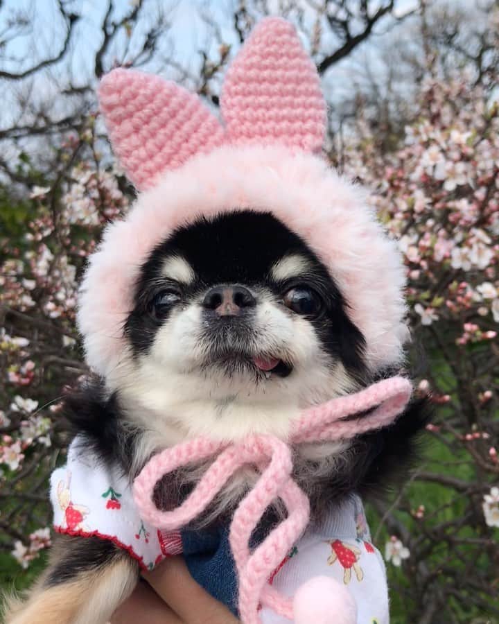 kayoのインスタグラム：「* * さっきもらったパンが歯茎に 挟まっまたもよう…😂🥖 * * Melon💗 * * #chihuahua#chihuahualove#dogstgram#dog#instadog#チワワ#チワワ大好き * *」