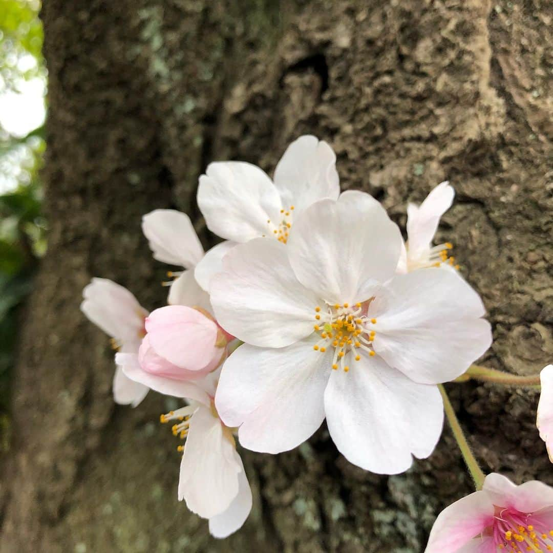 Megumiさんのインスタグラム写真 - (MegumiInstagram)「‪今日の #桜‬ ‪Part2 🌸‬」3月23日 8時29分 - paix2megumi