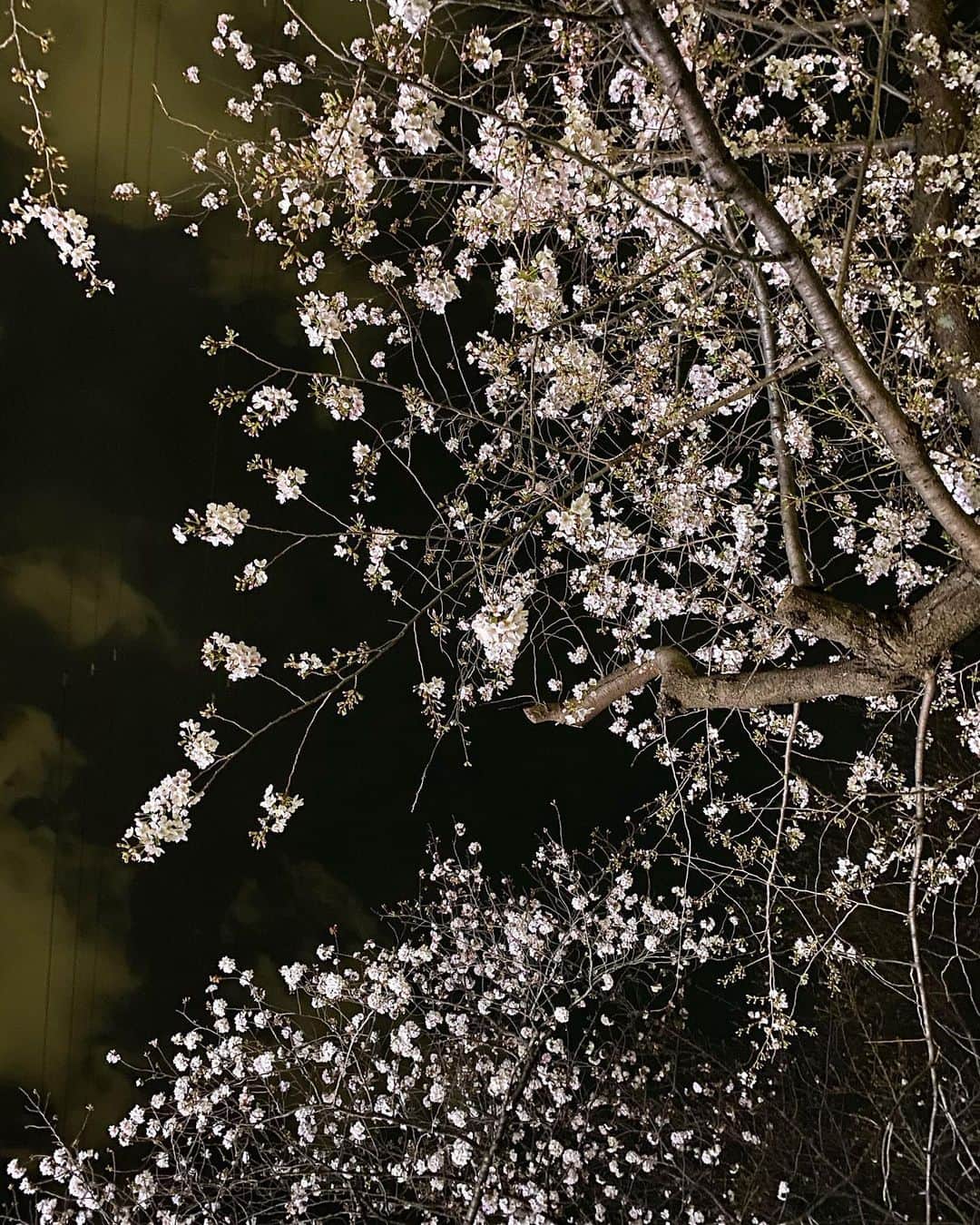 北澤 宏美さんのインスタグラム写真 - (北澤 宏美Instagram)「世の中いろんな問題が起きているけど やっぱ桜が咲いてると気分あがるしホッとする🌸 モコモコになるのはもうちょっとかな」3月23日 8時33分 - romihy58