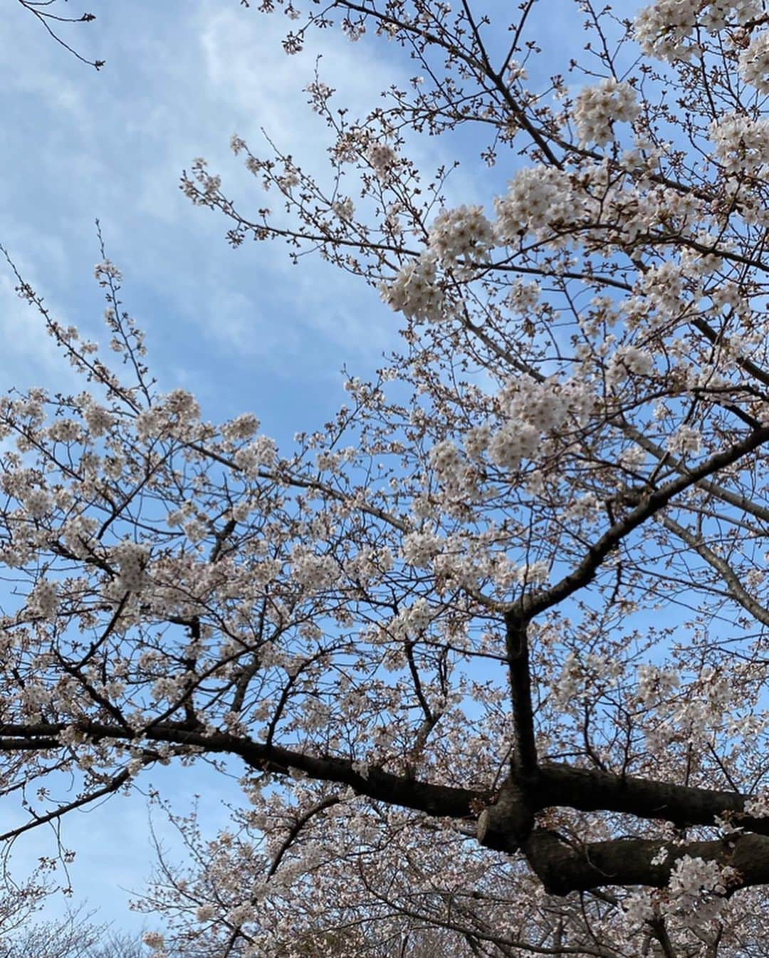 大枝瑞希さんのインスタグラム写真 - (大枝瑞希Instagram)「🌸🌸🌸﻿ ﻿ ﻿ ﻿ ﻿ ﻿ 桜はまだ満開ではなかった🥺 ﻿ ﻿ ﻿ ﻿ ﻿ ﻿ (鞄のとこにハンカチ挟んでるの見えててへんてこだね💦﻿ 因みにマスクちゃんとしてるよ😷)﻿ ﻿ ﻿ ﻿ ﻿ ﻿ ﻿ ﻿ ﻿ ﻿ ﻿ ﻿ #salon #bob #arrange #me #natural #tokyo #beauty #ootd #makeup #Style #model #fashion #photo #spring #셀카 #셀피 #셀스타그램 #얼스타그램 #뷰스타그램 #옷스타그램 #머리스타그램 #일상 #오오티디 #데일리룩 #메이크업 #팔로우  #ボブヘア #桜 #花見 #cherry」3月23日 8時35分 - __mzkxx__