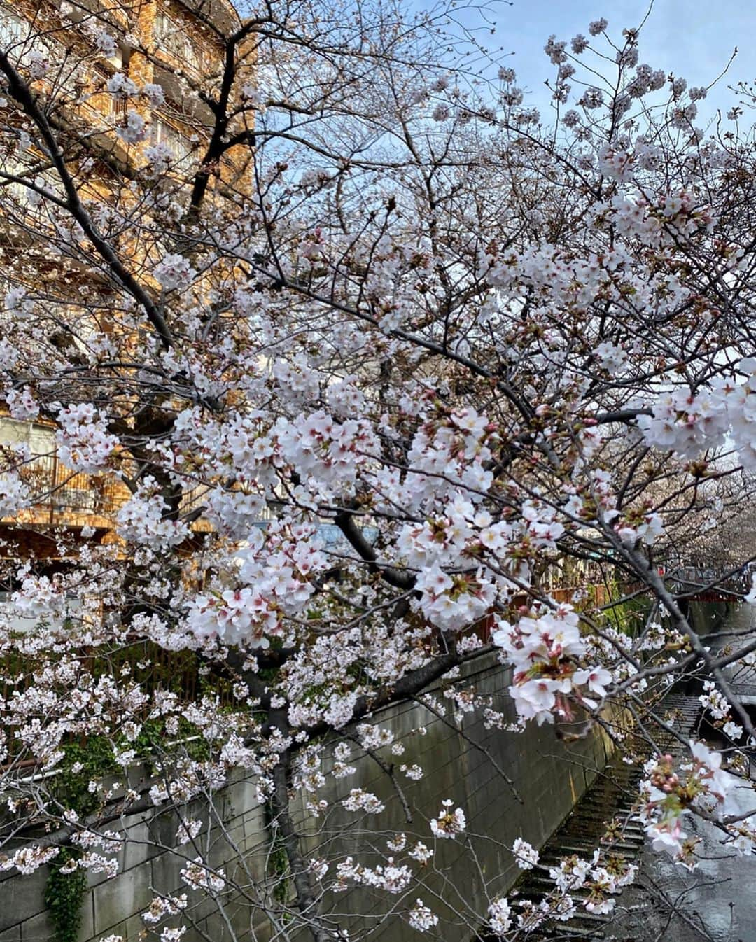 大枝瑞希さんのインスタグラム写真 - (大枝瑞希Instagram)「🌸🌸🌸﻿ ﻿ ﻿ ﻿ ﻿ ﻿ 桜はまだ満開ではなかった🥺 ﻿ ﻿ ﻿ ﻿ ﻿ ﻿ (鞄のとこにハンカチ挟んでるの見えててへんてこだね💦﻿ 因みにマスクちゃんとしてるよ😷)﻿ ﻿ ﻿ ﻿ ﻿ ﻿ ﻿ ﻿ ﻿ ﻿ ﻿ ﻿ #salon #bob #arrange #me #natural #tokyo #beauty #ootd #makeup #Style #model #fashion #photo #spring #셀카 #셀피 #셀스타그램 #얼스타그램 #뷰스타그램 #옷스타그램 #머리스타그램 #일상 #오오티디 #데일리룩 #메이크업 #팔로우  #ボブヘア #桜 #花見 #cherry」3月23日 8時35分 - __mzkxx__