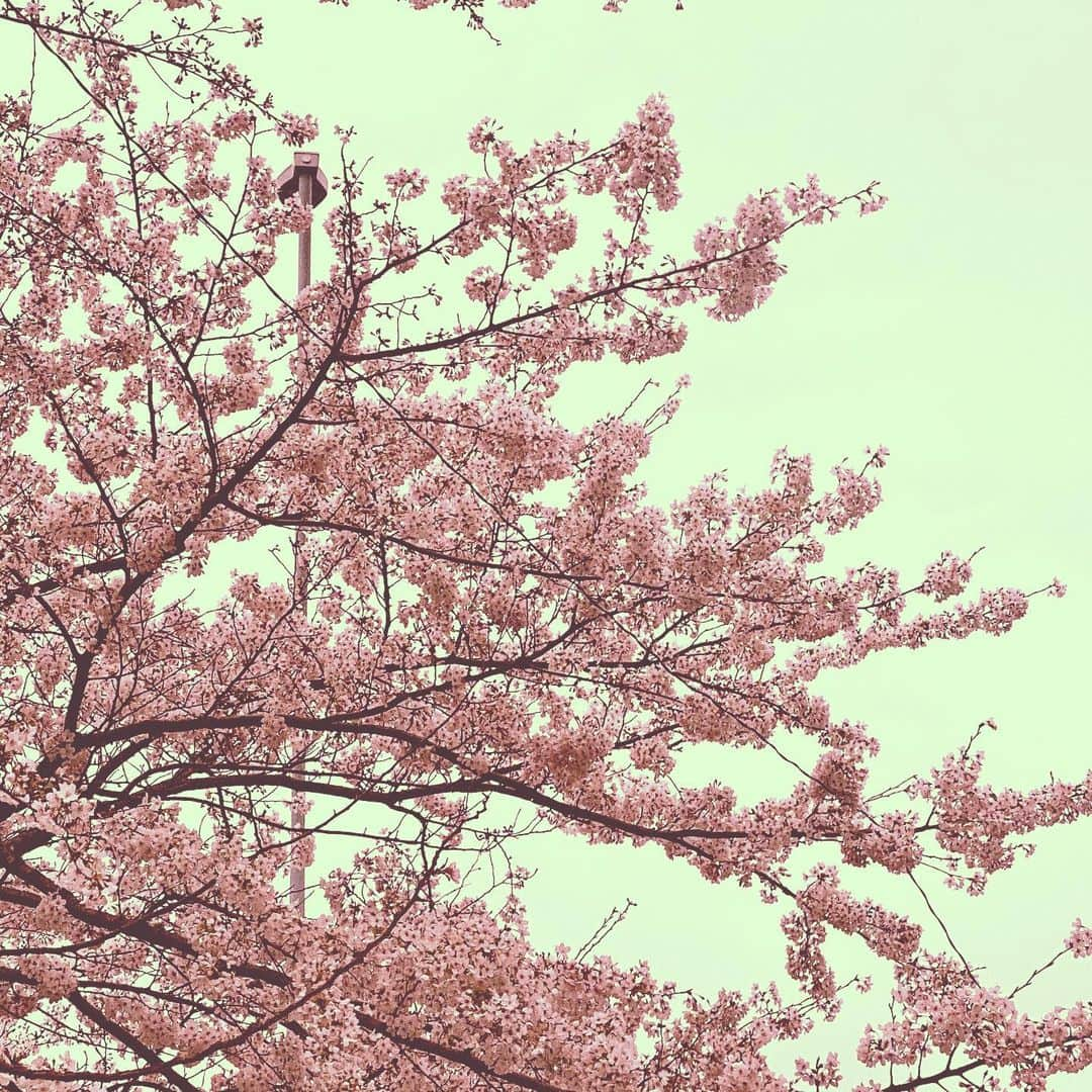 Saschaさんのインスタグラム写真 - (SaschaInstagram)「#桜 2020.3.23 #cherryblossom #tokyo #japan #spring #beautifulnature #日本 #東京 #春 #サッシャ #sascha」3月23日 8時48分 - sascha348