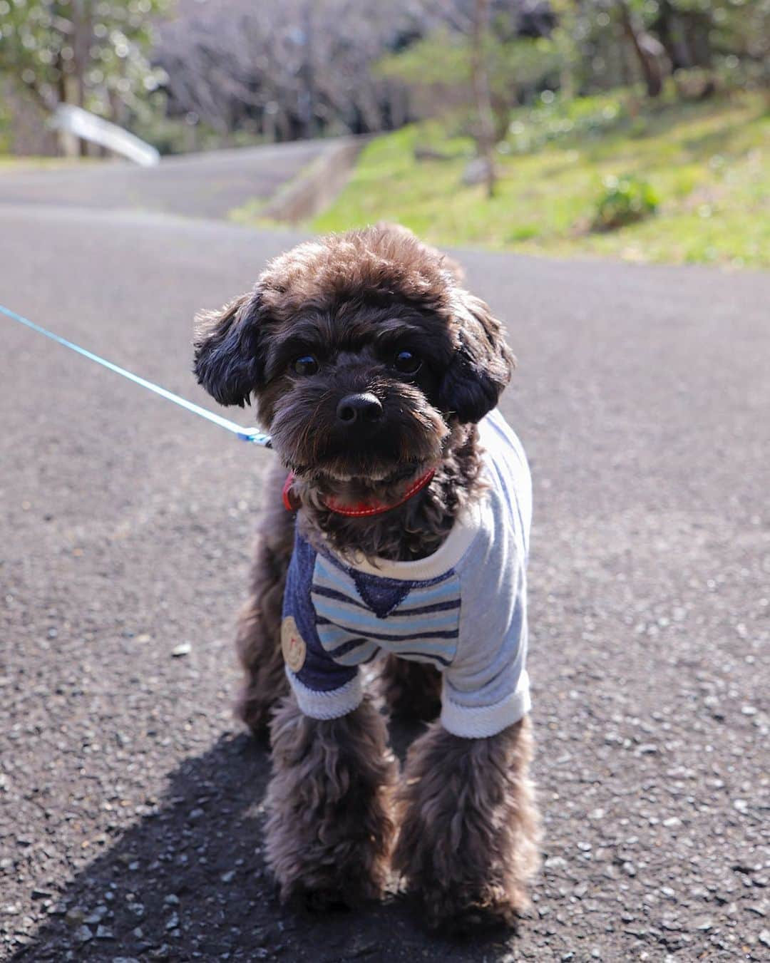 愛知県田原市さんのインスタグラム写真 - (愛知県田原市Instagram)「Let's go for a walk. #お散歩出かけよう *  #カメラ目線ありがと♡ #チワプー#くろくん#ほんとかわいいワンコ#見つめられるとドキドキしちゃう  #お散歩大好き犬#お日様眩しい#ふくよかな桜のつぼみ#春はもうすぐそこ #たはら暮らし  #渥美半島#田原市#田原#伊良湖岬#伊良湖#赤羽根#菜の花浪漫街道#たはら菜の花  #tahara#irago#akabane #サーフィン#surfing#田舎暮らし#日々の暮らし#休日の過ごし方#スローライフ#instagramjaran#igersjp」3月23日 9時01分 - tahara_kurashi