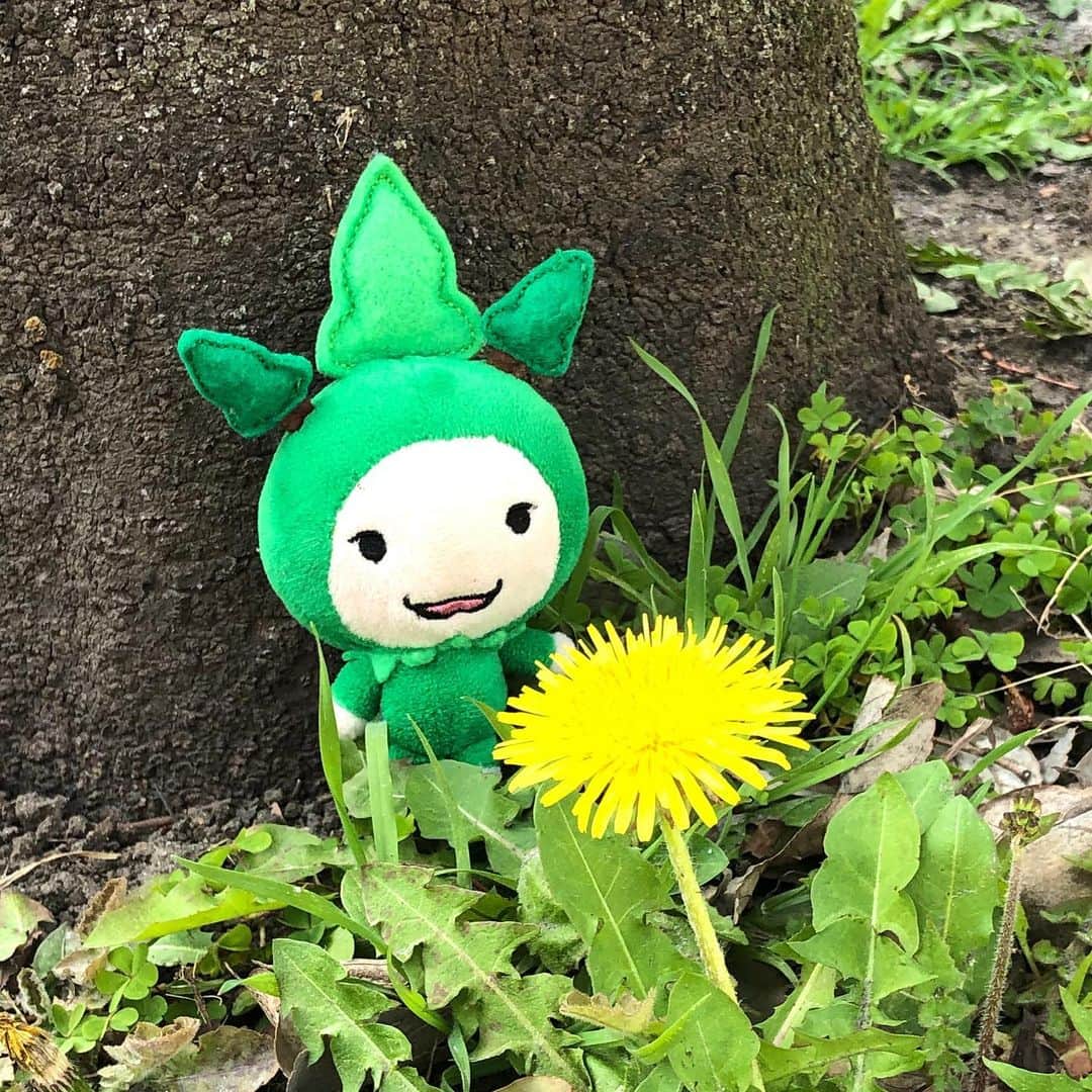 モーリーズのインスタグラム：「おはよー！モリスケです。今日は雨模様だけど、東京の桜🌸はもうすぐ満開かな？ついつい桜の話ばかりになっちゃうけど、足元見てみて！たんぽぽの花もきれいに咲いていると思うよ^_^  今週も一週間よろしくね！  元気に、笑顔で過ごそうね！！😆 #モーリーズ #ダイナム #モリスケ」