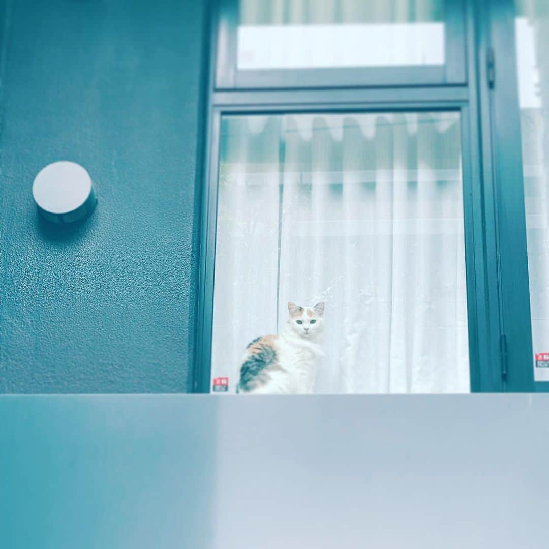 中野敬久さんのインスタグラム写真 - (中野敬久Instagram)「#cat #window #sit #whatareyou #lookingat」3月23日 9時46分 - hirohisanakano