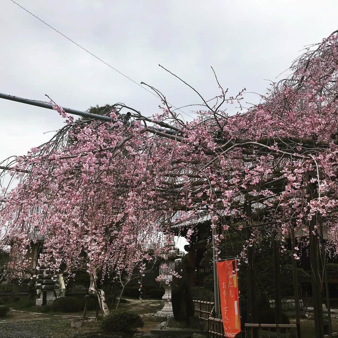 佐野史郎さんのインスタグラム写真 - (佐野史郎Instagram)「ロケ先の枝垂れ桜」3月23日 9時52分 - sanovabitch