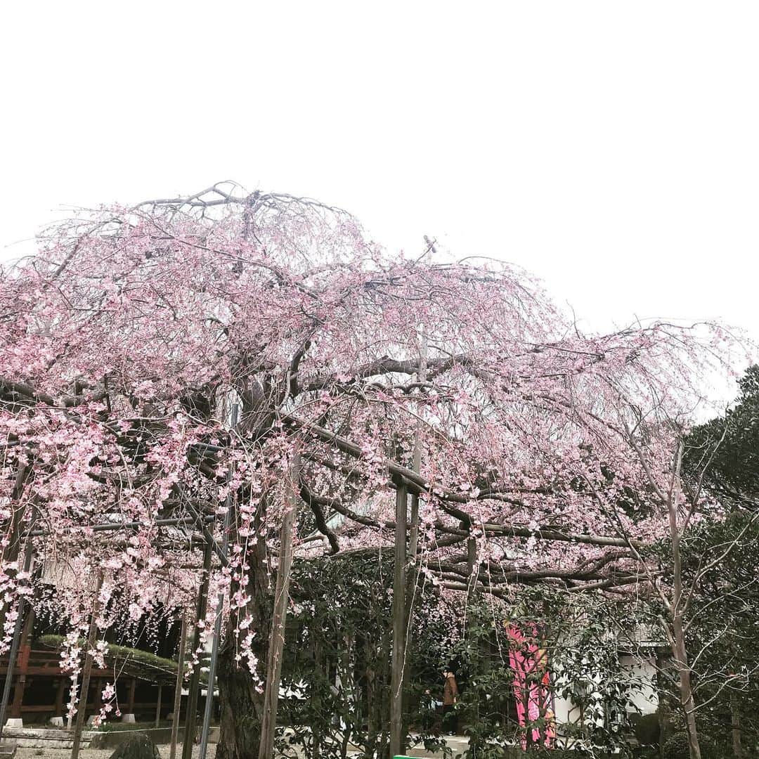佐野史郎のインスタグラム：「ロケ先の枝垂れ桜」