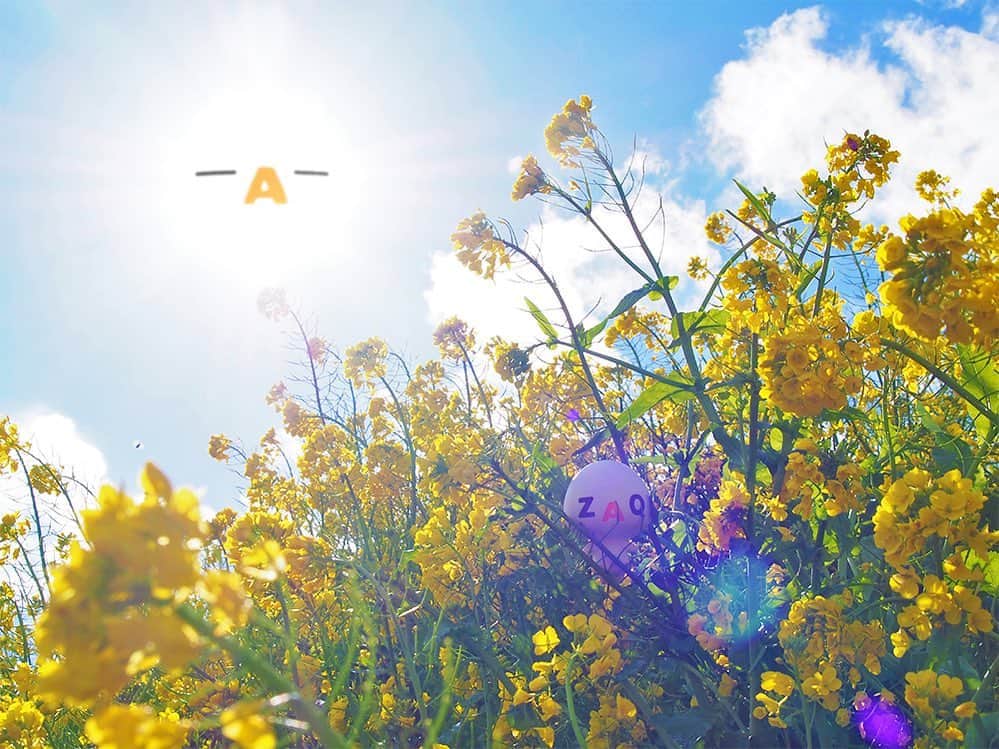 ざっくぅ 公式Instagramさんのインスタグラム写真 - (ざっくぅ 公式InstagramInstagram)「菜の花も咲き、日差しがぽかぽかと暖かくなってきましたね ☀ あれ！？太陽が・・・💦 ・ #春 #菜の花 #菜の花畑 #なのはな #お花 #花 #花畑 #花好き #フラワー #太陽 #たいよう #日差し #こんなところに #あれ #お出かけ #景色 #ざっくぅ #ざっくぅ大好き #ざっくぅ写真部 #jcom」3月23日 11時02分 - zaq_official