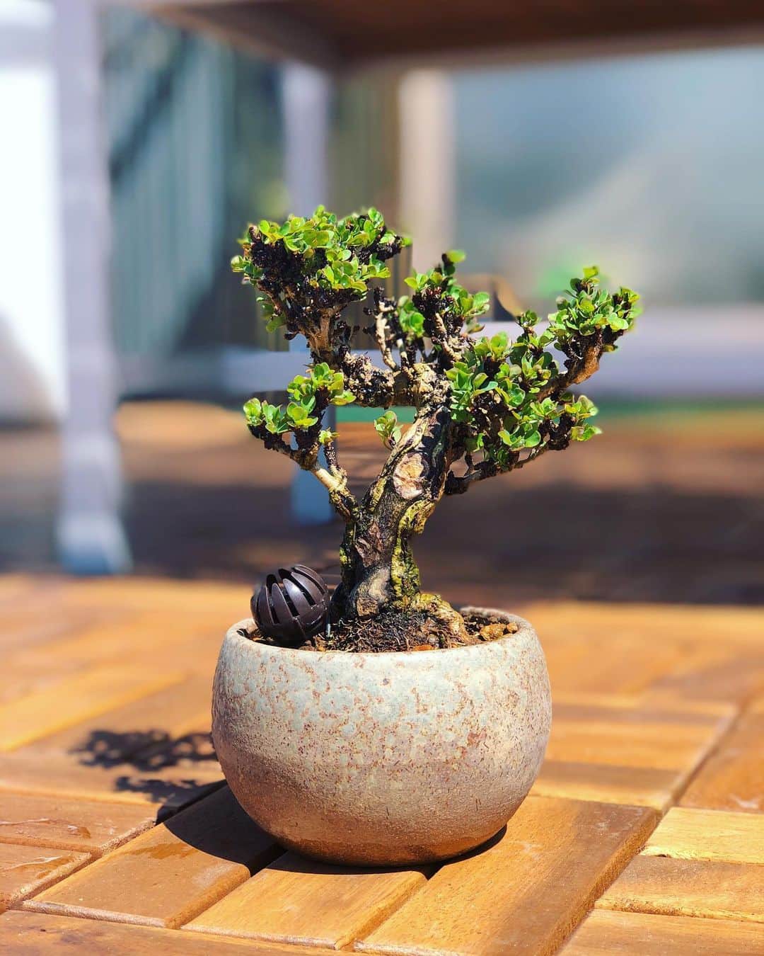 金成公信さんのインスタグラム写真 - (金成公信Instagram)「メギがきてます。たまらん。常緑樹もいいんですが、落葉樹のこの、春の芽吹きが本当に楽しみでなりません。#メギ #盆栽 #bonsai #bonsaijapan #japanesebonsai #wabisabi #bonsailovers #bonsailife #bonsaitree #bonsaiart #bonsaigram #bonsaiworld #plants #tree #greenlife #greenlifestyle #苔 #moss」3月23日 11時05分 - bonsai_chiba