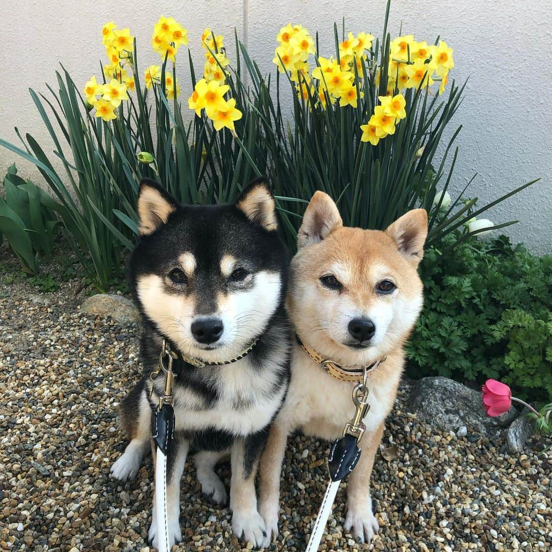 豆柴なつ&ふゆさんのインスタグラム写真 - (豆柴なつ&ふゆInstagram)「Daffodil blooming in my garden😊💓 お庭の水仙咲きました😊💓 #水仙　#daffodils #庭　#garden #plum  #柴犬#shiba #shibainu #shibastagram #ワンコ#sweet#豆柴#癒し #cute#仲良し #pecoいぬ部#doglove #シバフル#dogstagram #dogoftheday #かわいい#instashiba #🐕📷 #ふわもこ部#love #犬#instacute #柴#proudshibas #cutepets」3月23日 21時05分 - mameshiba.natsuinu56