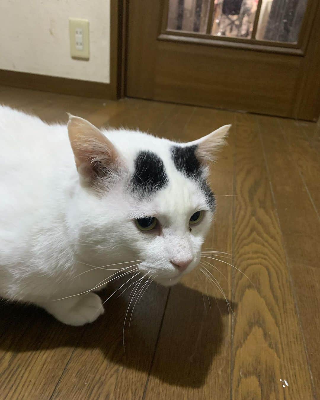 Kachimo Yoshimatsuさんのインスタグラム写真 - (Kachimo YoshimatsuInstagram)「家に帰ったら、普通に1階に居た。 #うちの猫ら ＃猫 #ねこ #cat #ネコ #catstagram #ネコ部 http://kachimo.exblog.jp」3月23日 21時11分 - kachimo