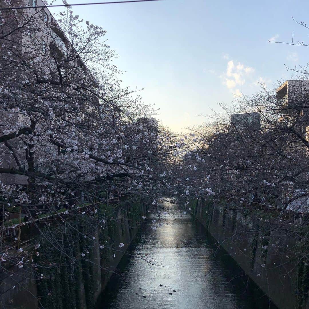 金剛地武志さんのインスタグラム写真 - (金剛地武志Instagram)「中目黒の桜はまだこのくらい。それでも夕方は若い子達が沢山。」3月23日 21時07分 - kongochi