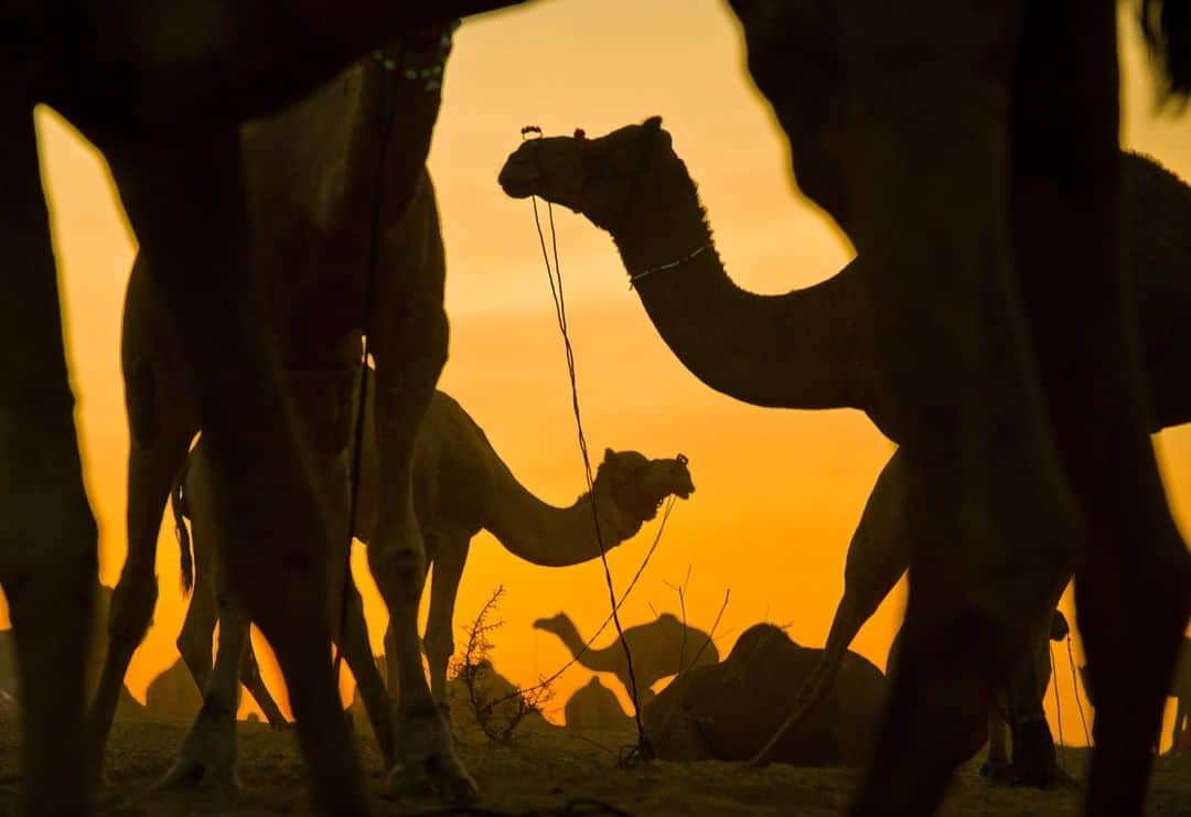 National Geographic Travelさんのインスタグラム写真 - (National Geographic TravelInstagram)「Photo by @amivitale | Camel traders collect water for their livestock at the world's largest annual cattle fair in the desert town of Pushkar, in the Indian state of Rajasthan. Every year thousands of camel herders from the seminomadic Rabari tribe, who make a living rearing animals, travel for two to three weeks across 500 kilometers (311 miles) to set up camp in the desert dunes near Pushkar to sell their livestock. The herders sell more than 20,000 camels, horses, and other animals at the cattle fair. The event attracts thousands of tourists from around the world every November. Follow @amivitale for more stories about beauty and animals in the world. @natgeo @natgeocreative @thephotosociety #India #Pushkar #Rajasthan #camels」3月23日 21時07分 - natgeotravel