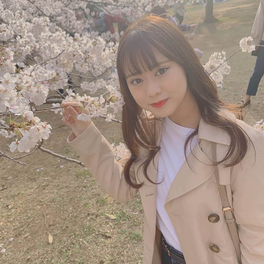 宮園明希のインスタグラム：「.﻿ 代々木公園にたくさん桜が咲いていました～🌸﻿ 綺麗だった☺︎」