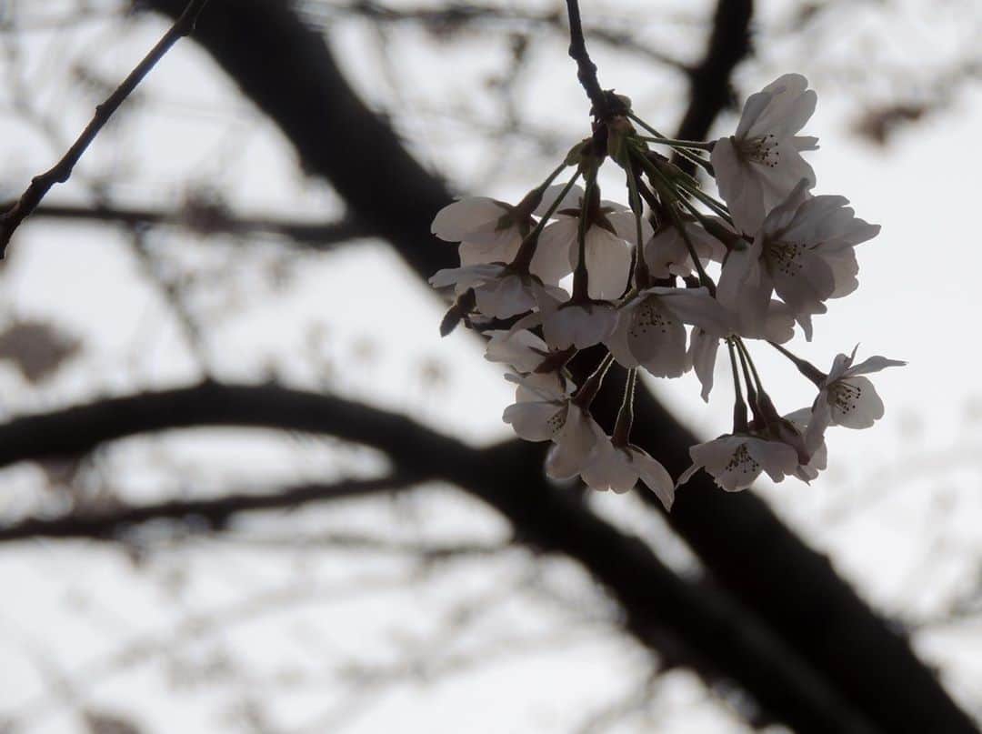 近藤祥子のインスタグラム：「. サクラサク . . #文京区 #播磨坂  2020年3月21日 . #Nikon #p510 #coolpixp510 . #桜 #さくら #sakura #ファインダー越しの私の世界 #写真好きな人と繋がりたい #instaflower #cherryblossom #jalan_sakura2020  #instaphoto #写真 #写真女子 #photostagram #japan #tokyo #tokyophotography #私の花の写真 #東京写真部 #japan_of_insta #japan_photo  #japan_photo_now #ディスカバー文京」