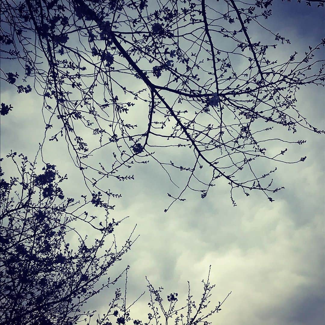 新居昭乃のインスタグラム：「家の近くの桜。三分咲き。」