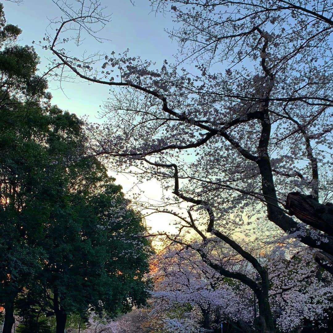 早坂香須子さんのインスタグラム写真 - (早坂香須子Instagram)「なーんにもしない！と決めた休日だけど、 桜に呼ばれてふらり外へ。 遠くの空が緋色に滲んでた。」3月23日 21時43分 - kazukovalentine