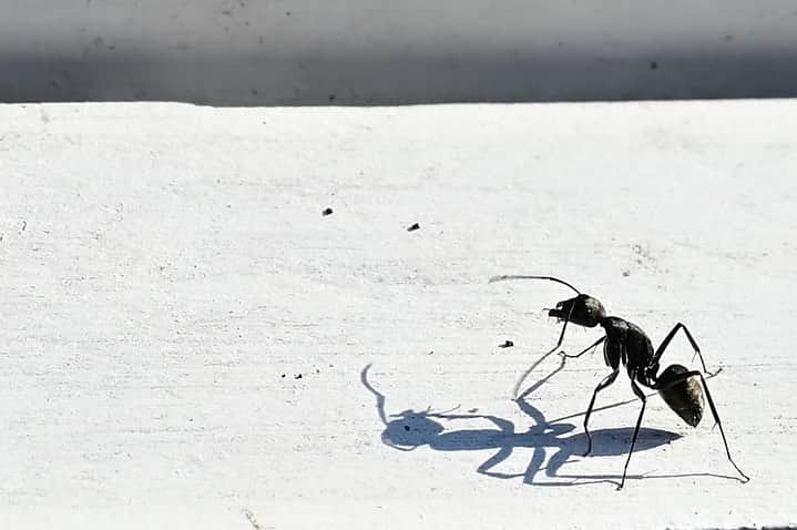 中野猛さんのインスタグラム写真 - (中野猛Instagram)「開花宣言やし桜か...と思いきや、全く咲いて無い(涙) 下を見たら蟻がいるし🐜　 蟻を撮ってみた。  蟻も撮りようで白と黒のコントラストが何かいい。 今度、蟻のモチーフジュエリーでも作るか！テーマは勤勉かな😀  #蟻　#働け　#アリ　#蟻のように働く　#light_nikon  #Nikonz6 #nikon」3月23日 21時44分 - takeshi__nakano