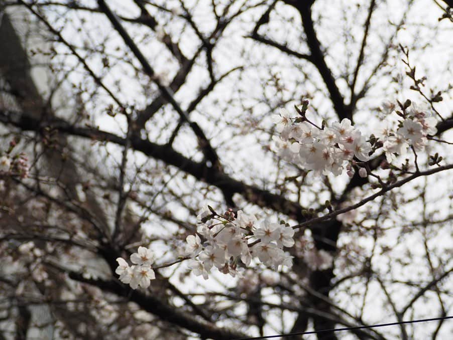 今井安紀さんのインスタグラム写真 - (今井安紀Instagram)「Cherry blossoms are blooming little by little along the river in Nakameguro. バレエのレッスンで中目黒に行ったので桜を撮影。 桜、徐々にほころんでいます。  #cherryblossom  #nakameguro #springhascome #olympuspenepl9 #noedit #nofilter #桜 #中目黒 #中目黒の桜 #オリンパスPEN #加工なし #撮って出し」3月23日 22時00分 - i_am_akinyan0826