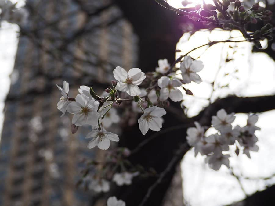 今井安紀のインスタグラム：「Cherry blossoms are blooming little by little along the river in Nakameguro. バレエのレッスンで中目黒に行ったので桜を撮影。 桜、徐々にほころんでいます。  #cherryblossom  #nakameguro #springhascome #olympuspenepl9 #noedit #nofilter #桜 #中目黒 #中目黒の桜 #オリンパスPEN #加工なし #撮って出し」