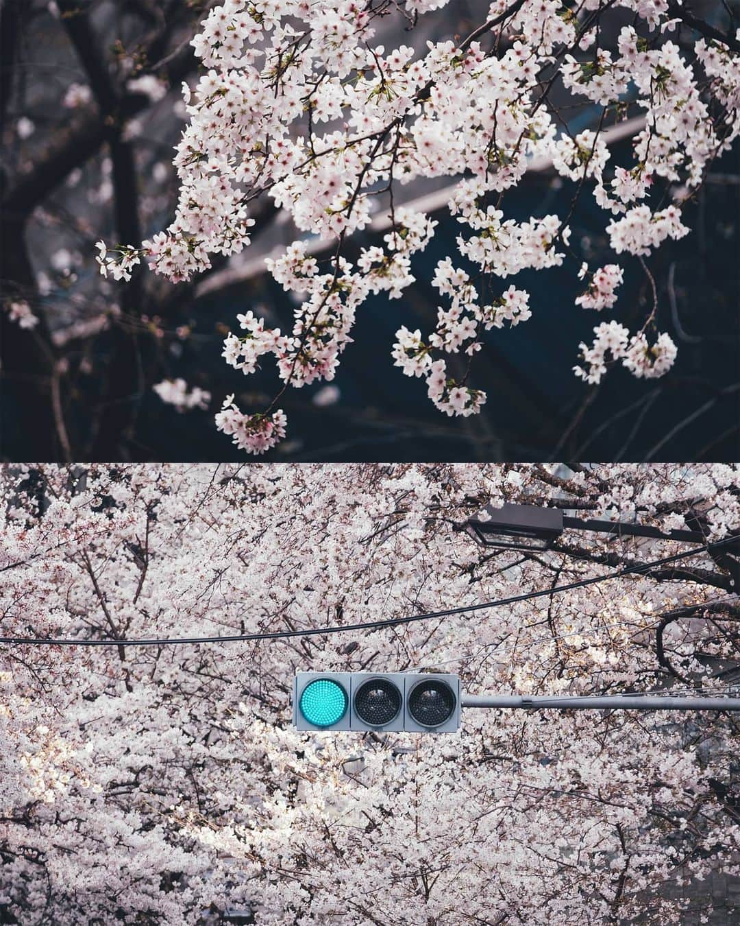 Takashi Yasuiさんのインスタグラム写真 - (Takashi YasuiInstagram)「Tokyo 2020🌸」3月23日 22時04分 - _tuck4