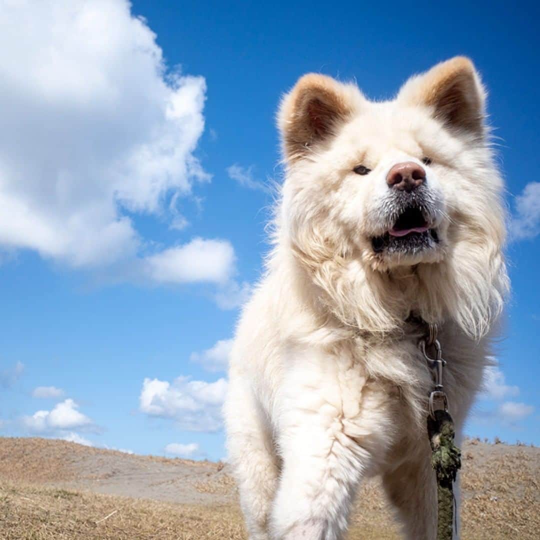 のインスタグラム：「Blue sky, white cloud and me. 春空の 雲の白さや 我の色  #busakawa #longhair #longcoat #akita #akitainu #dog #wasao #ぶさかわ #長毛 #秋田犬 #わさお」