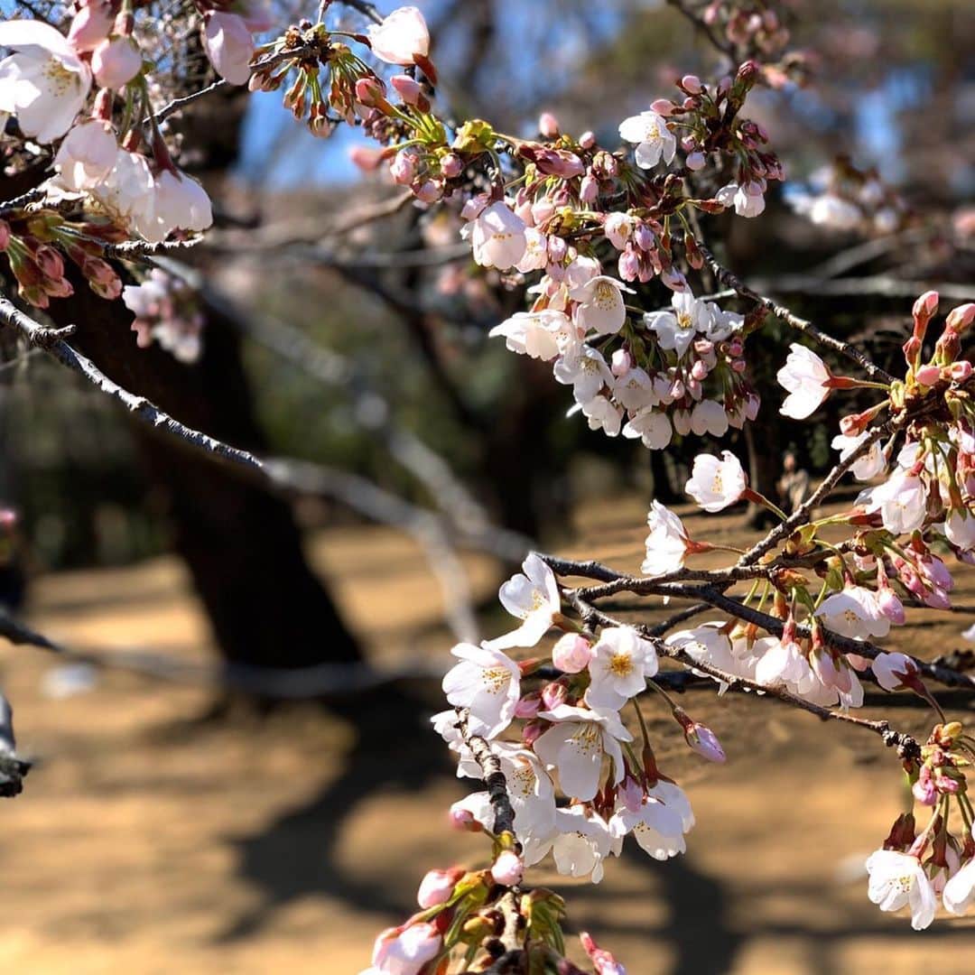 東尾理子さんのインスタグラム写真 - (東尾理子Instagram)「子供達と春の公園へ。 桜が咲き始めていました🌸 . #休日 #公園 #桜 #春 #のびのび #子供達 #子育て #親子 #3人兄妹 #運動 #気持ちの良い日 #東尾理子」3月23日 13時20分 - rikohigashio
