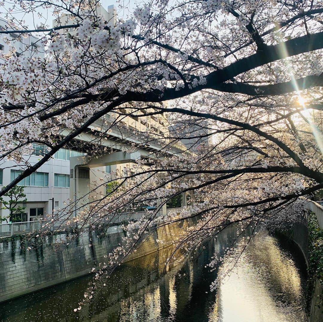 エリザベス・ハードキャッスルさんのインスタグラム写真 - (エリザベス・ハードキャッスルInstagram)「日テレ系列同期のみきちゃん @miki_stk と、 ランチのあと桜を見に散歩へ😊🌸 . まだ満開ではないけれど、 木によっては8分ほど咲いてるものも✨ . ポカポカで気持ちよかったし、何より綺麗な桜に癒されました☺️ . . #江戸川橋 #神田川 #桜並木  #春　#tokyo #sakura」3月23日 14時29分 - elizabeth_hc49