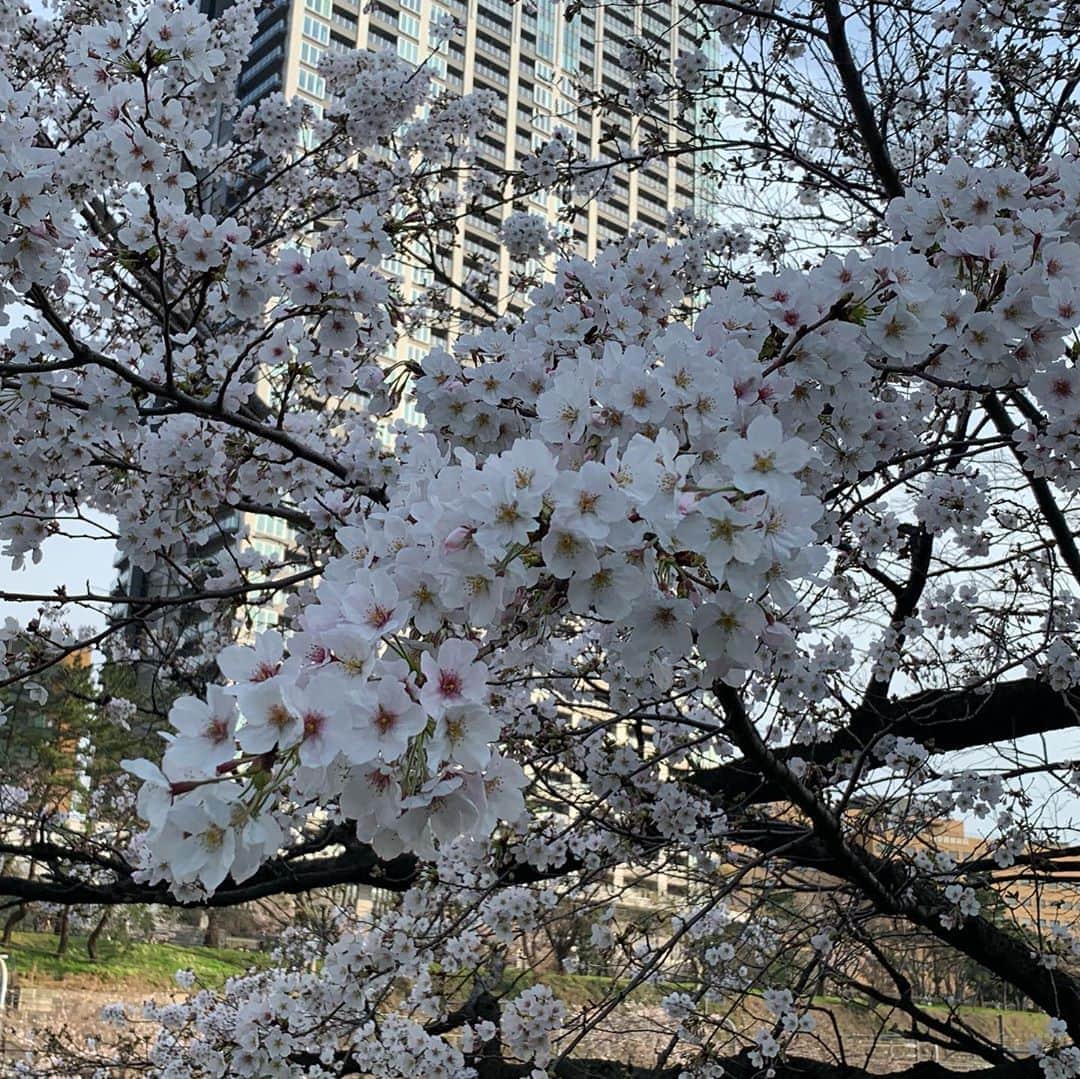エリザベス・ハードキャッスルさんのインスタグラム写真 - (エリザベス・ハードキャッスルInstagram)「日テレ系列同期のみきちゃん @miki_stk と、 ランチのあと桜を見に散歩へ😊🌸 . まだ満開ではないけれど、 木によっては8分ほど咲いてるものも✨ . ポカポカで気持ちよかったし、何より綺麗な桜に癒されました☺️ . . #江戸川橋 #神田川 #桜並木  #春　#tokyo #sakura」3月23日 14時29分 - elizabeth_hc49