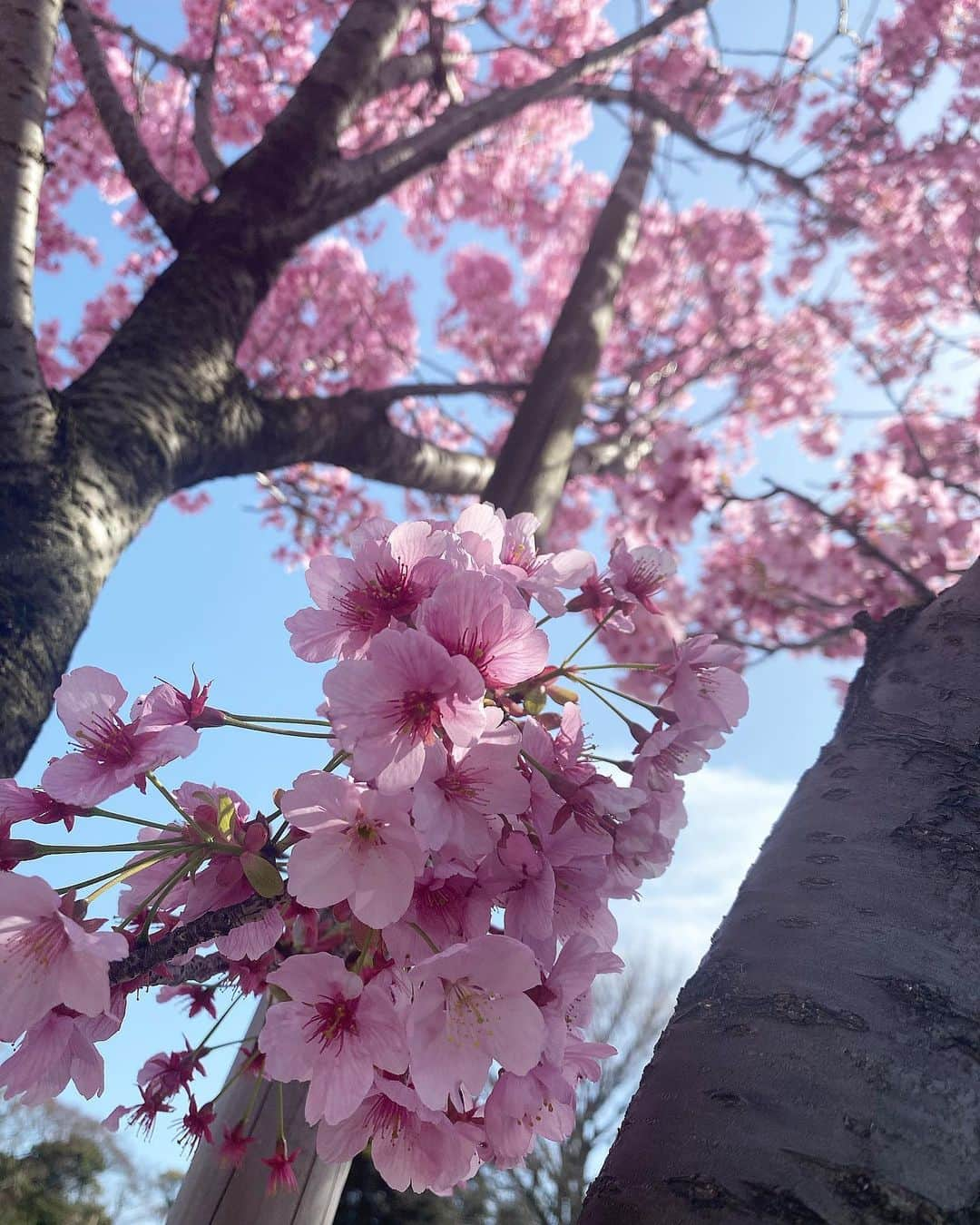 藤後 沙織 とうごさおりのインスタグラム