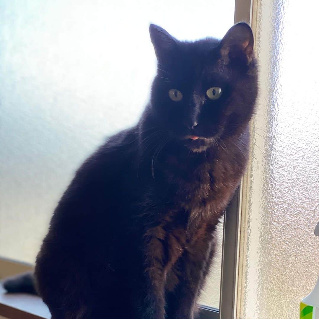 金巻ともこさんのインスタグラム写真 - (金巻ともこInstagram)「舌でてるよ  #kurohakuchai #blackcat #cat #黒猫 #猫 #catstagram #blackcatlove」3月23日 14時45分 - tomotomoco