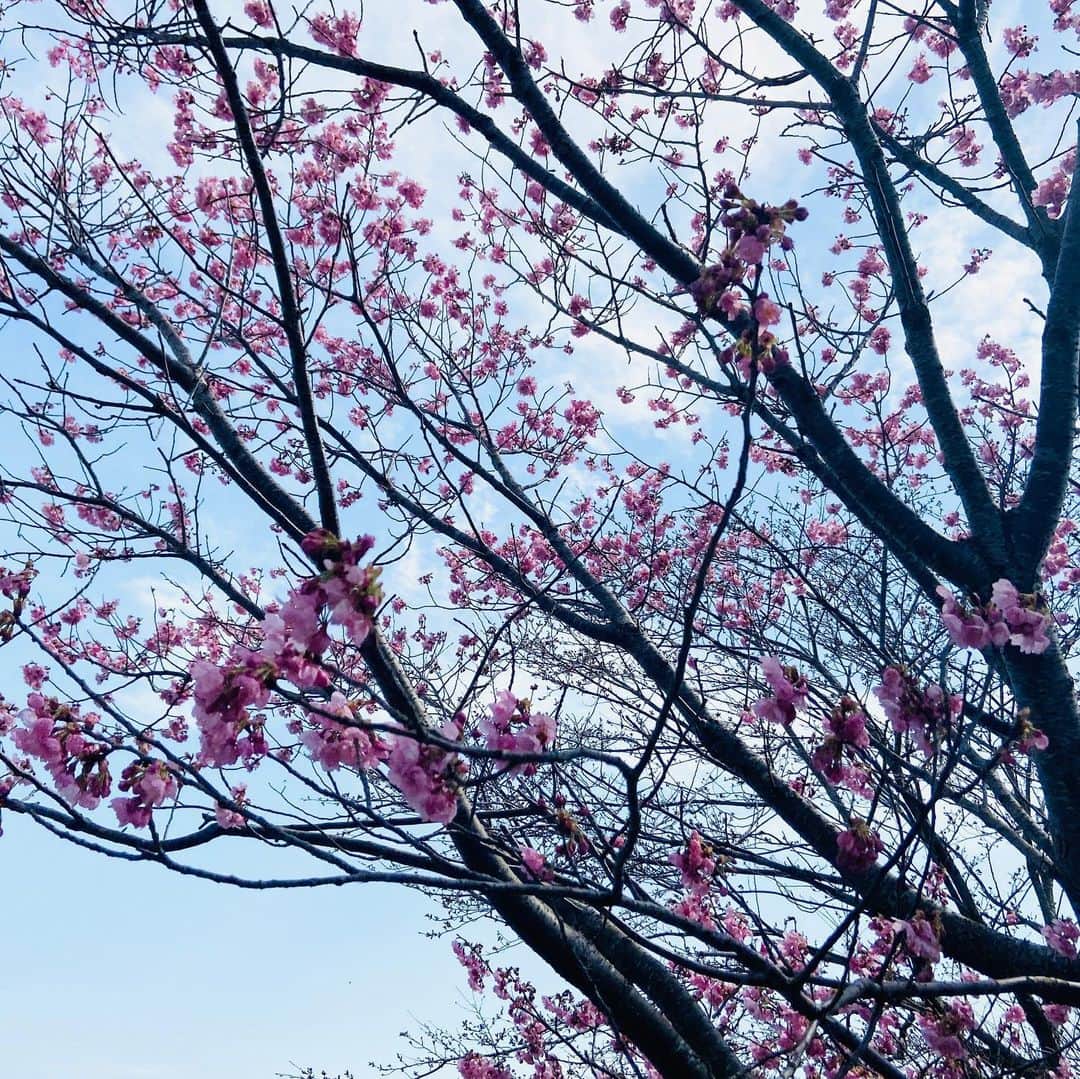 有働文子さんのインスタグラム写真 - (有働文子Instagram)「土曜日の茨城放送・スクーピーレポートでは、ずっーと行きたかった、#ミニシアターあまや座へ☺️✨﻿ ﻿ 35席のミニシアターは、換気もしっかり出来、とても安心です＾＾映画監督でもある大内さんにお話を伺いました。﻿ ﻿ 1日5作品上映とのことで、皆さんもぜひ足を運んでみてください☺️✨﻿ ﻿ そして、珈琲を扱う酒屋さん、千葉酒店で、#七運珈琲をいただきました☕️﻿ ﻿ ハッピーになれる七運珈琲は、水越ちゃんに飲んでいただきました☺️✨﻿ 千葉さん、素敵なお話ありがとうございます😊﻿ ﻿ 途中で立ち寄った文洞溜池の桜、凄く綺麗でした🌸﻿ ﻿ #茨城放送 #スクーピーレポート #ミニシアター #那珂市　#瓜連 #サタデーキングダム #あまや座 #千葉酒店 #文洞溜池」3月23日 14時51分 - udou_fumiko