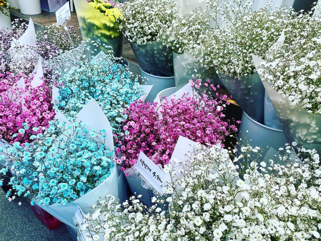 とぎもちさんのインスタグラム写真 - (とぎもちInstagram)「.﻿ 【韓国】﻿ ﻿ お花屋さん通りがかったら﻿ すごく綺麗なカスミソウが 😳💓﻿ ﻿ でも本来は﻿ 初夏のお花らしい💐﻿ ﻿ 白、ピンク、水色ですごく可愛い。﻿ ﻿ 花言葉は﻿ 親切、純潔、感謝、幸福だそう。﻿ ﻿ 花言葉調べると﻿ かなりの確率で﻿ 純潔と幸福入ってる気がする🙄笑﻿ ﻿ ちなみに﻿ カスミソウは韓国語で﻿ 안개꽃（アンゲコッ）だそう♪﻿ ﻿ ♡﻿ #カスミソウ #かすみ草 #お花屋さん #花 #とぎもち花 #색안개 #색안개꽃」3月23日 15時18分 - togistagram
