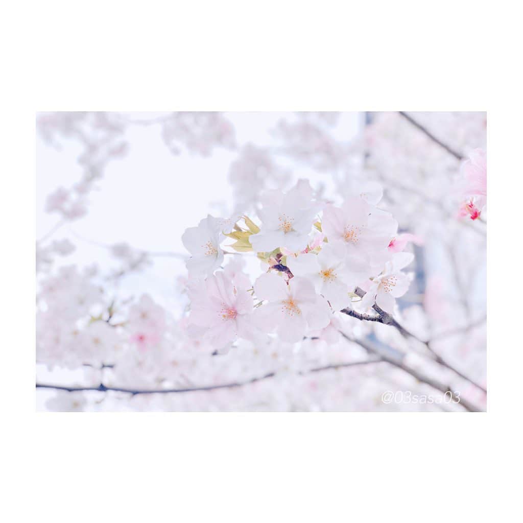 紗々さんのインスタグラム写真 - (紗々Instagram)「桜🌸 * #桜 #sakura」3月23日 15時47分 - 03sasa03