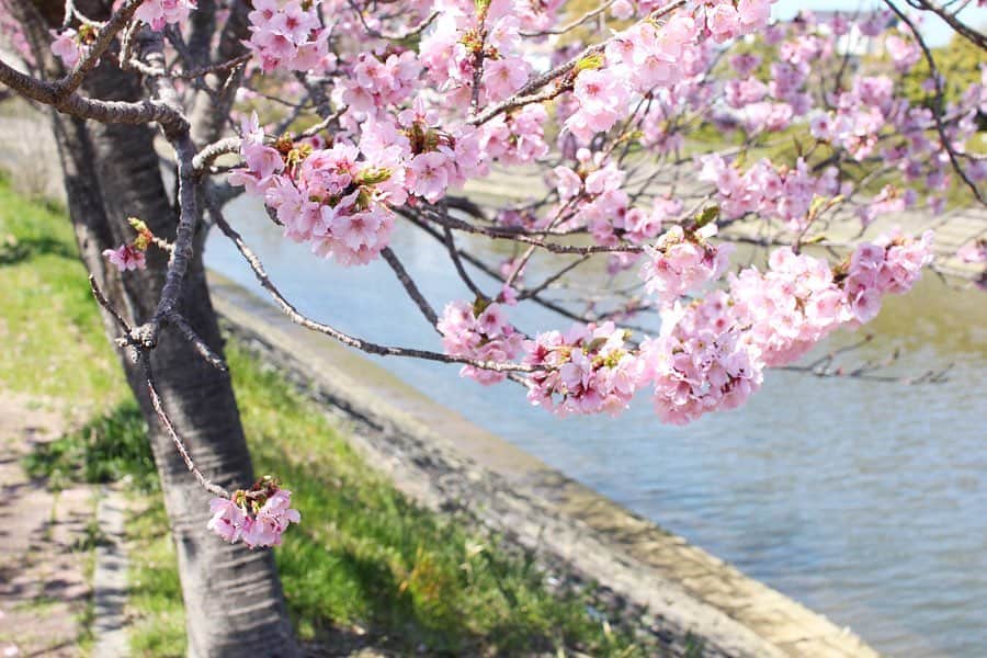 ogapiiiiiさんのインスタグラム写真 - (ogapiiiiiInstagram)「ようやく大好きな春の到来🌸﻿ 毎日ポカポカした陽気で嬉しいです☺️﻿ ﻿ 近所の川沿いの陽光桜は、今日のお昼で8〜9分咲きぐらいでした😇✨✨﻿ ﻿ ソメイヨシノはまだまだ先かなぁ…🥺﻿ ﻿ 職場から休日は公共機関での移動を控えるように言われているので、旦那さんと休みが合わない日は、カメラ片手にひたすら自転車で近所を爆走しています🚲💨﻿ ﻿ コロナの影響で引きこもりがちなので、そろそろ気分転換に、近場の海や山でピクニックやデイキャンプをしたいなぁ🏕✨✨﻿ ﻿ ﻿ ﻿  #三重県 #志摩市 #お花見 #春 #桜 #桜並木 #shimastagram #伊勢志摩 #観光三重 #陽光桜　 #Spring #cherryblossom #kankomie #retrip #retrip_nippon #retrip_mie #photo_japan #ig_japan  #igersjp #team_jp_  #lovers_nippon #photography #as_archive #visitjapan」3月23日 15時44分 - ogapiiiii