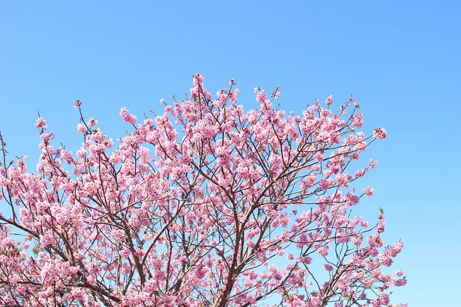 ogapiiiiiのインスタグラム：「ようやく大好きな春の到来🌸﻿ 毎日ポカポカした陽気で嬉しいです☺️﻿ ﻿ 近所の川沿いの陽光桜は、今日のお昼で8〜9分咲きぐらいでした😇✨✨﻿ ﻿ ソメイヨシノはまだまだ先かなぁ…🥺﻿ ﻿ 職場から休日は公共機関での移動を控えるように言われているので、旦那さんと休みが合わない日は、カメラ片手にひたすら自転車で近所を爆走しています🚲💨﻿ ﻿ コロナの影響で引きこもりがちなので、そろそろ気分転換に、近場の海や山でピクニックやデイキャンプをしたいなぁ🏕✨✨﻿ ﻿ ﻿ ﻿  #三重県 #志摩市 #お花見 #春 #桜 #桜並木 #shimastagram #伊勢志摩 #観光三重 #陽光桜　 #Spring #cherryblossom #kankomie #retrip #retrip_nippon #retrip_mie #photo_japan #ig_japan  #igersjp #team_jp_  #lovers_nippon #photography #as_archive #visitjapan」