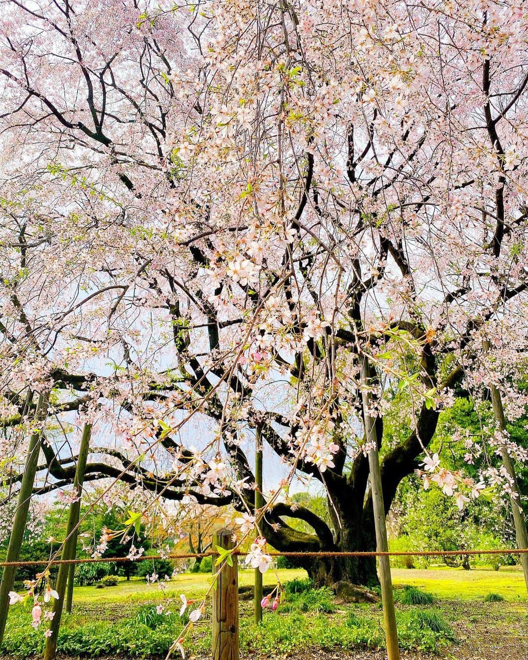 伊瀬茉莉也さんのインスタグラム写真 - (伊瀬茉莉也Instagram)「🌸 #桜 #cherryblossom  #しだれ桜　 #山吹」3月23日 16時21分 - mariya_ise