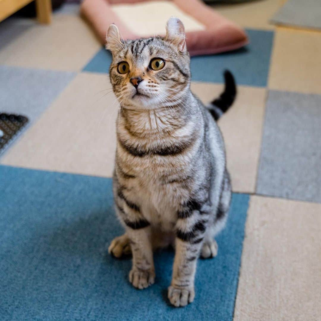 マアルのインスタグラム：「ハルさん #🐈 #北海道 #旭川市 #ペットホテル」