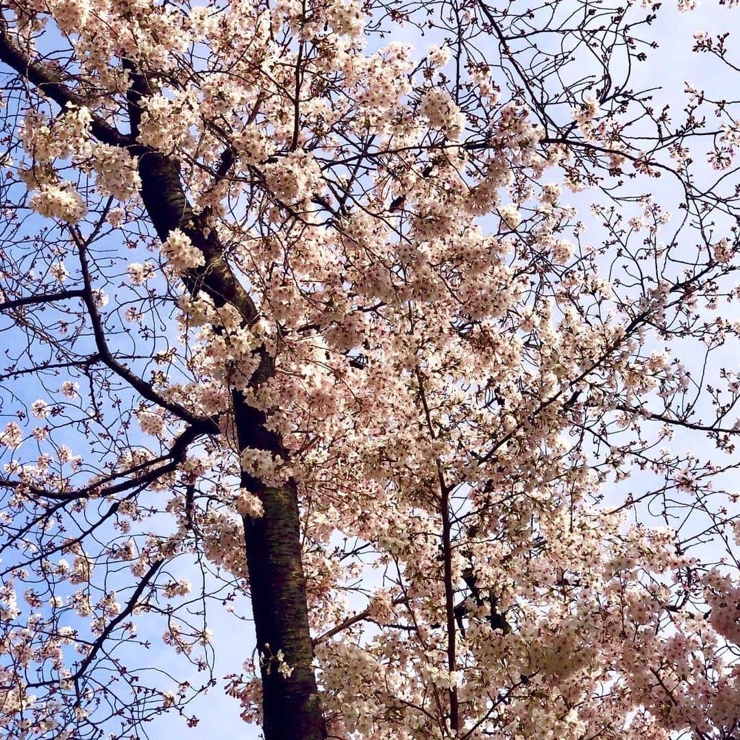 アルビオンさんのインスタグラム写真 - (アルビオンInstagram)「【ＵＶカットしながらエイジングケア※】今年は全国的に桜の開花が早そうですね。紫外線を気にせずお花見散歩を楽しむなら紫外線対策は万全に。 ＵＶカットしながら、スキンケアクリームのような心地よさでエイジングケアし、ハリを満たす  スーパーＵＶカットインテンシブデイクリーム。スキンケアクリームのような充実したコクのある感触でのび広がり豊かなうるおいで満たします。 毎日つけたくなる心地よさ♫  スーパーUVカット﻿ インテンシブ デイクリーム﻿ ＜クリーム・日やけ止め用メイクアップベース＞﻿ 50g　￥10,000（税抜）﻿ SPF50+ PA++++ ﻿ ※年齢に応じた肌のお手入れのこと ﻿  #アルビオン　#albion #ＵＶケア　#エイジングケア　#ハリ　#美肌でいたい　#紫外線カット #快適日焼け止め #日焼け止め #高級uvクリーム #紫外線ケア　#UV対策　#メイクアップベース　#日やけ止め　#デイクリーム」3月23日 16時16分 - albion_jp