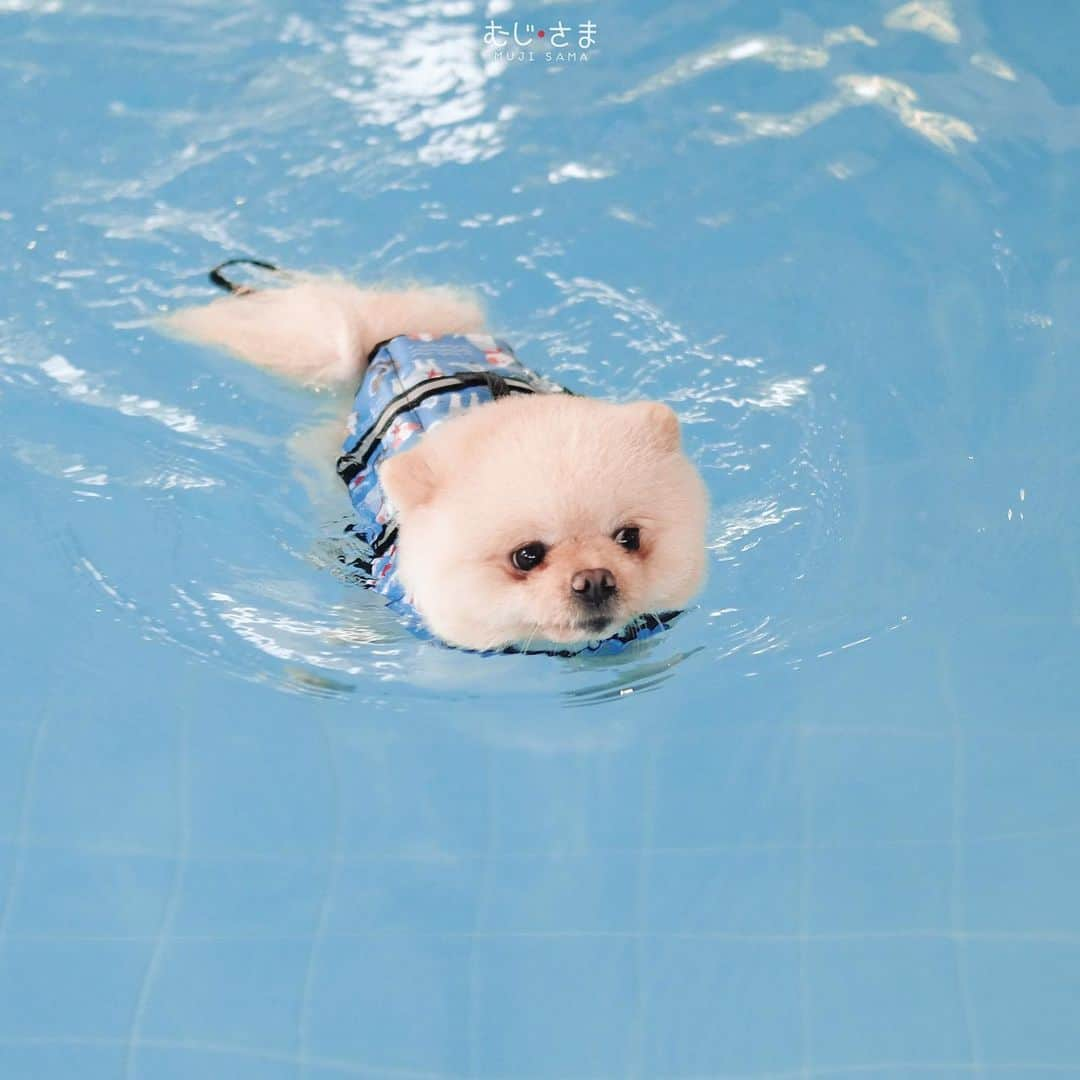 むじさまさんのインスタグラム写真 - (むじさまInstagram)「🏊🏻‍♂️🏊🏻‍♂️🏊🏻‍♂️ #mujisama」3月23日 16時39分 - mujisama