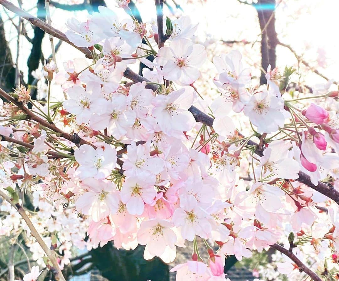 大友陽平さんのインスタグラム写真 - (大友陽平Instagram)「SAKURA2020 🌸 #桜 #SAKURA #春 #春は必ず来る #spring」3月23日 16時40分 - nikkan_ohtomo