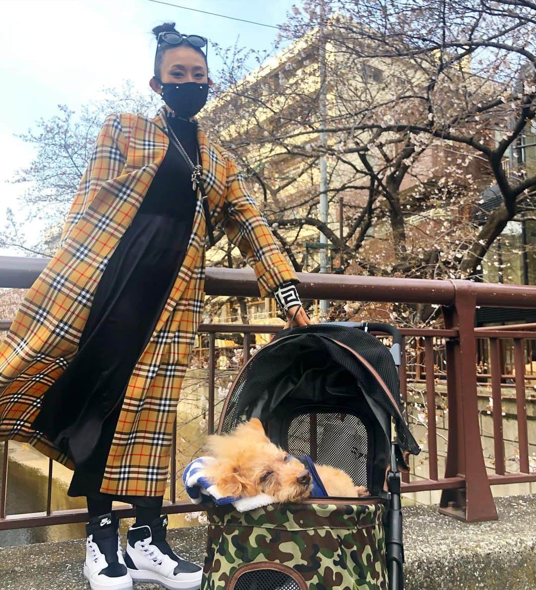 DJ JUICYのインスタグラム：「JUICYくん🌸14回目の桜🌸 満開ちょい手前な桜でしたが、、、 桜って見るとやっぱり気分が上がる⤴️😍💕 暖かくなって、Burberryのコートが着れる時期になった😃✌️ 久しぶりの3人でのお出かけは、歩く、食べる、歩く、飲む、歩く、食べる、飲む❣️の繰り返し🤩　 カロリー消費してカロリー摂取✌️ (もちろん手洗いうがい、アルコール除菌シートは常に持って手拭き🙂🤲) 普段から沢山歩いてるけど、とにかく歩いた〜😌✨ コロナで、お花見は自粛ムードですが... 充実した休日でした☺️💕 当たり前に過ごしてた普段の生活を、大切に思わないとですね...✨ #桜#お花見#2020春#ドックカート#お散歩#nike #cherryblossom#burberry#springfashion#burberry」
